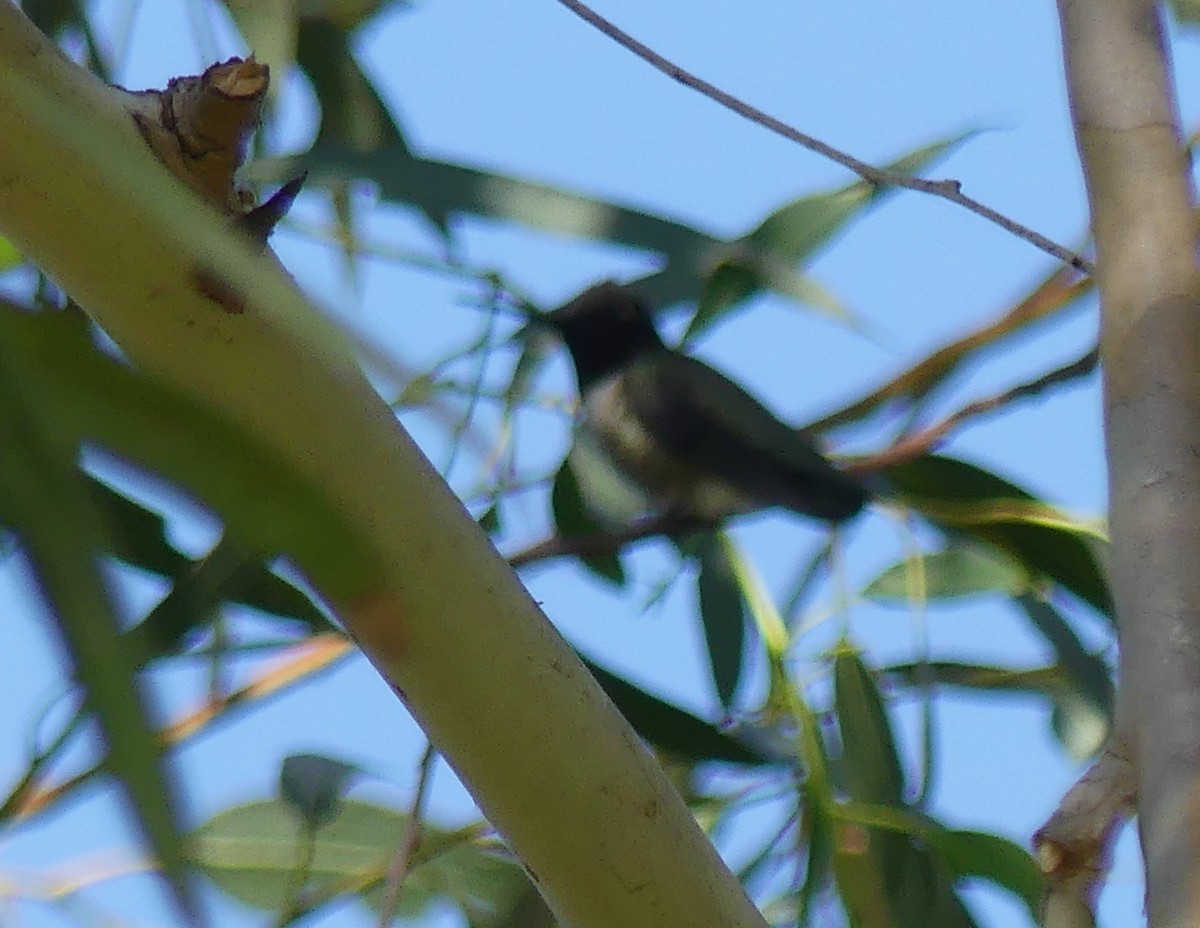 Black-chinned Hummingbird - ML620196471