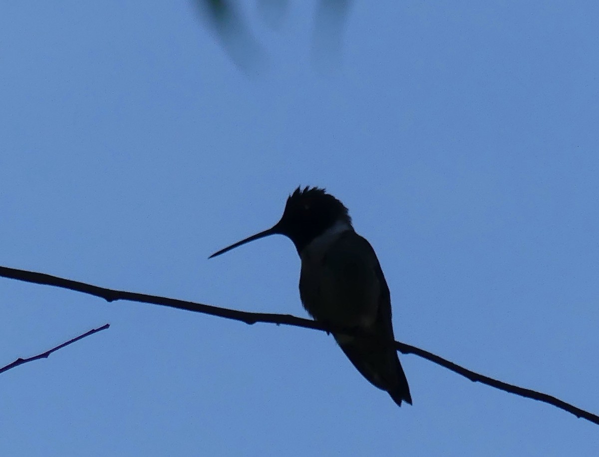 Black-chinned Hummingbird - ML620196472