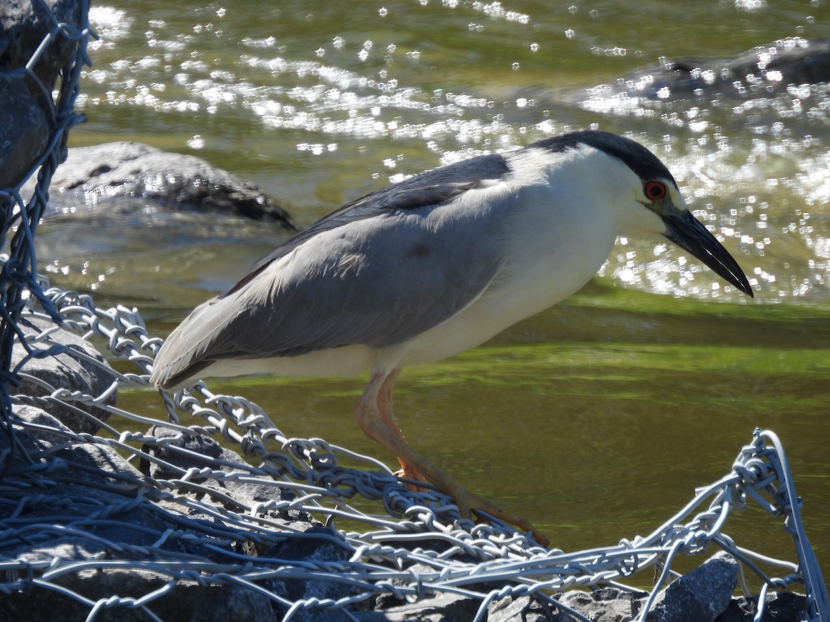 Black-crowned Night Heron - ML620196476