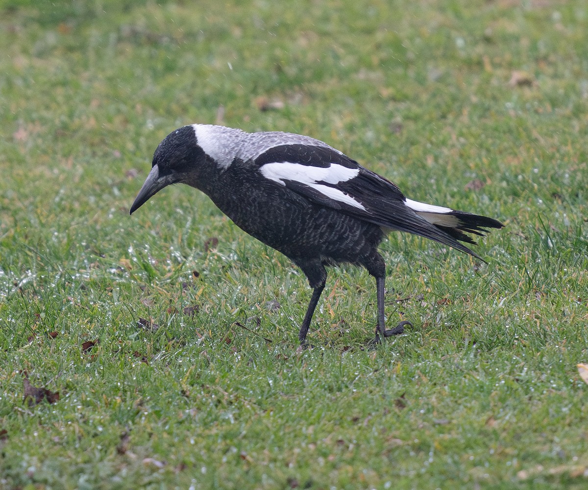 Australian Magpie - ML620196477