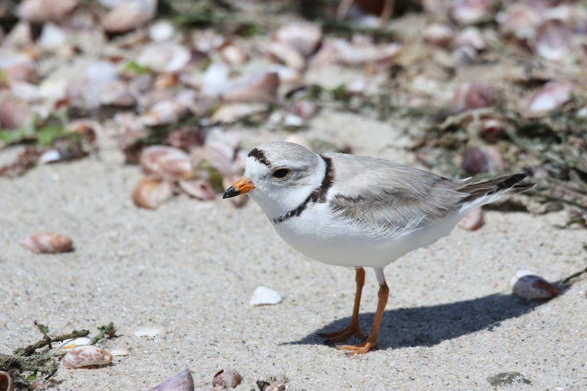Piping Plover - ML620196478