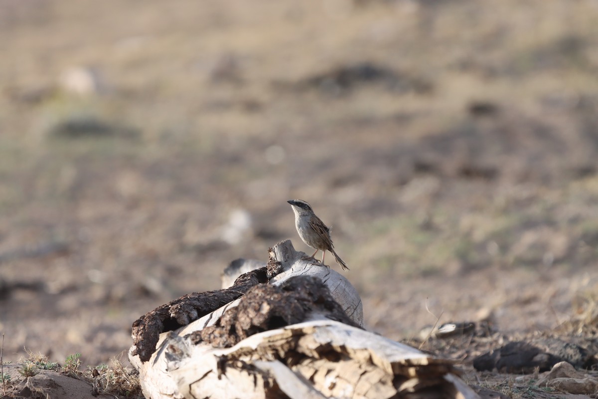 Striped Sparrow - ML620196484