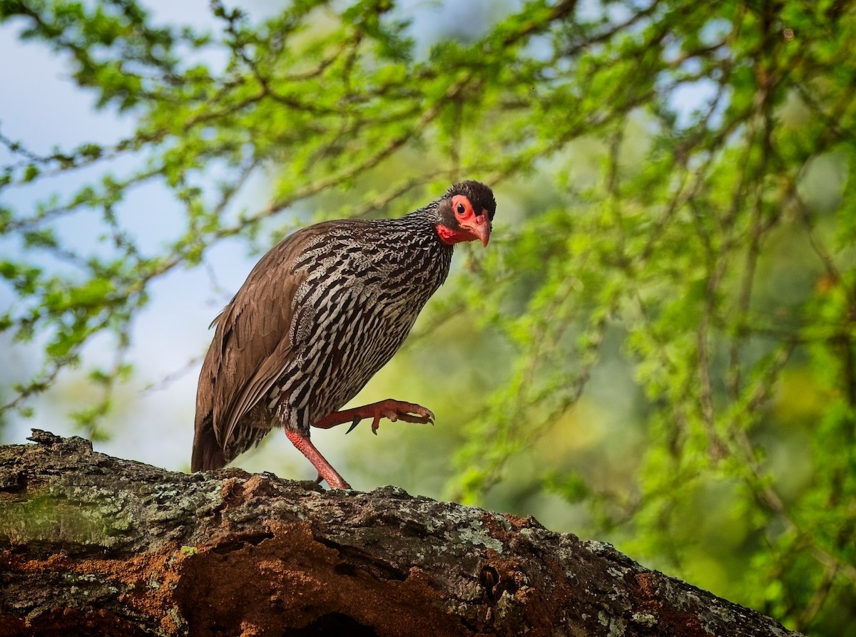 Red-necked Spurfowl - ML620196487