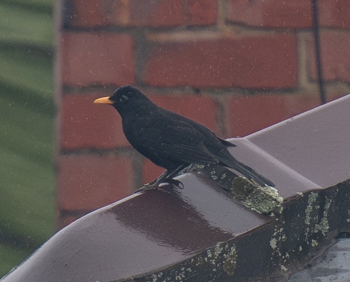 Amsel - ML620196488