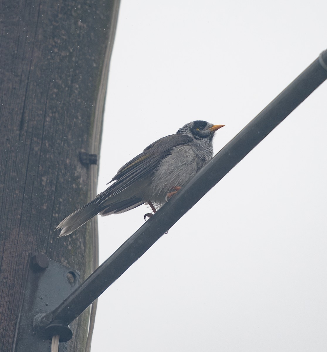 Weißstirn-Schwatzvogel - ML620196493