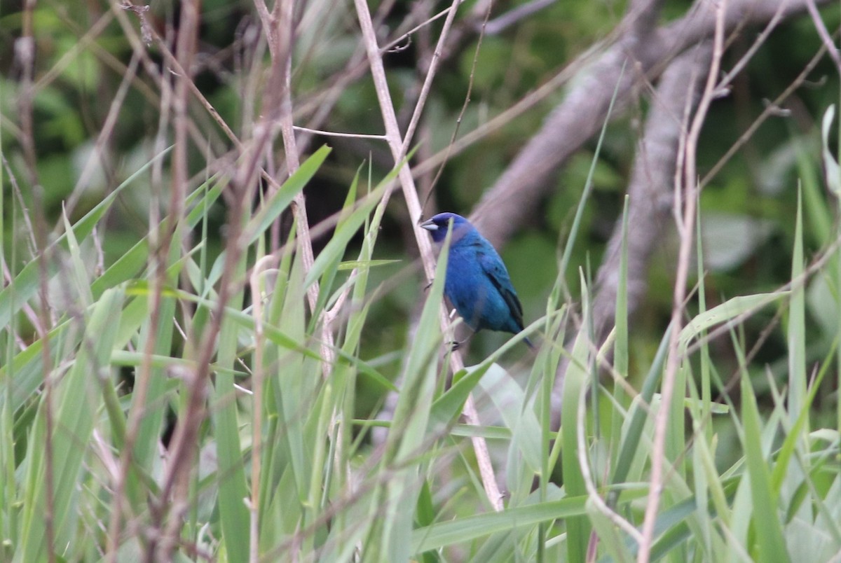 Indigo Bunting - ML620196497