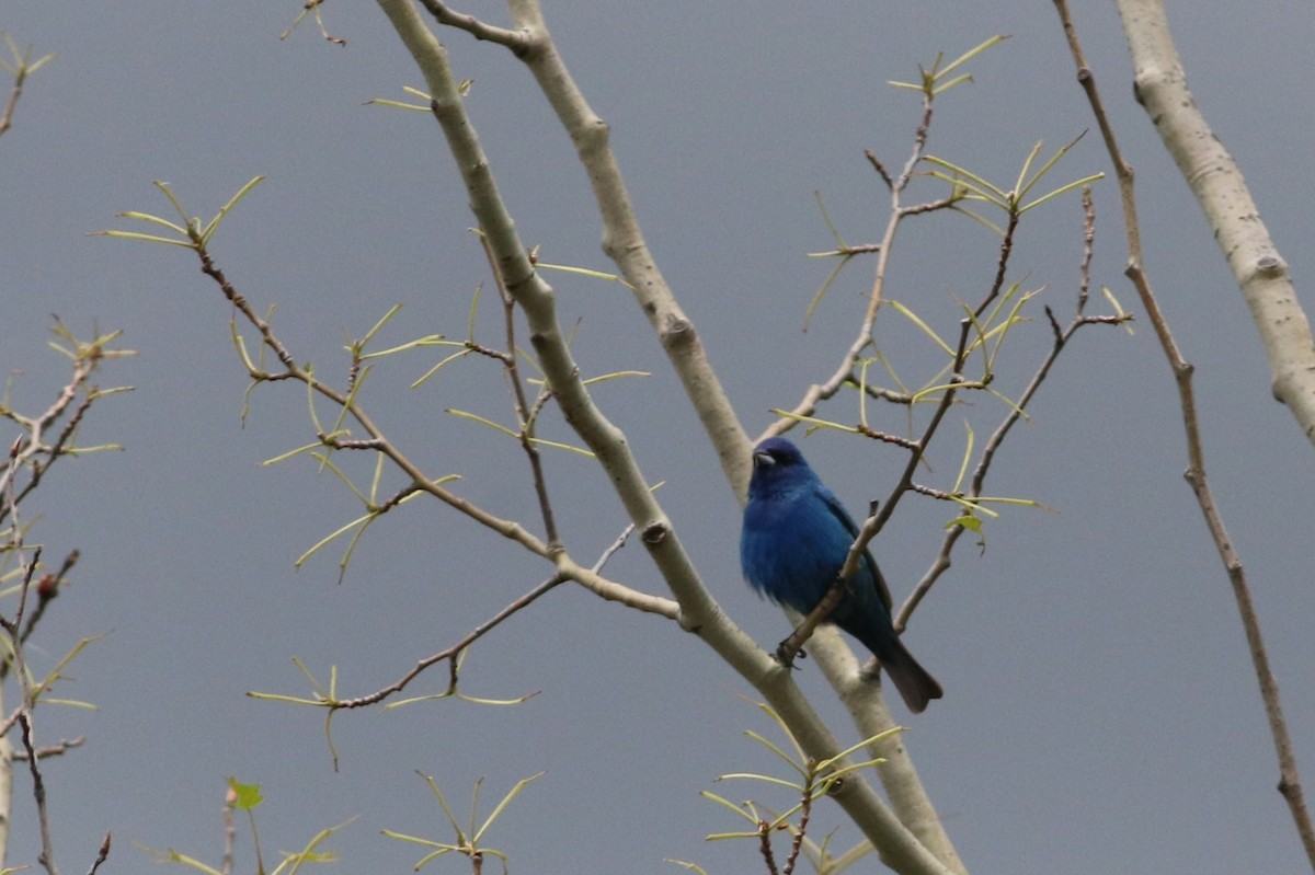 Indigo Bunting - ML620196498