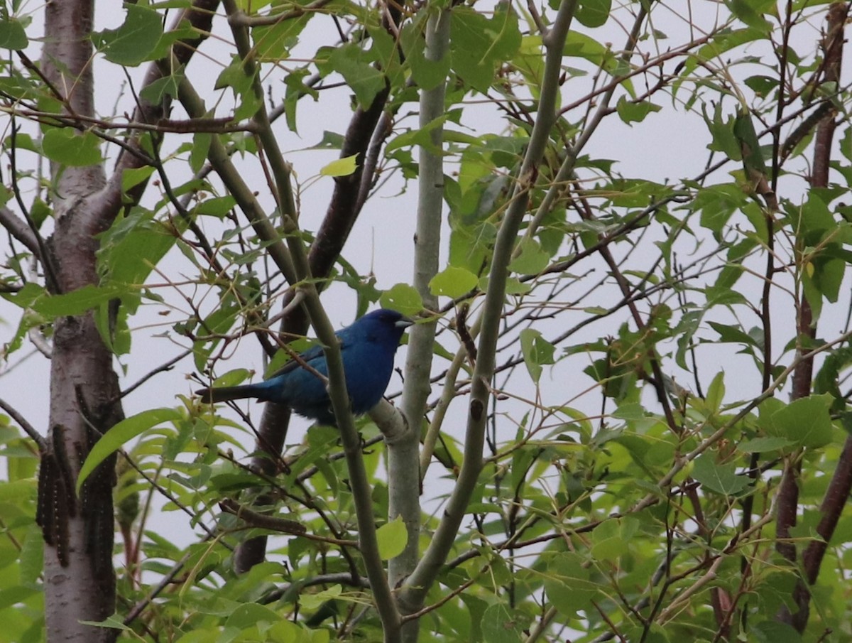 Indigo Bunting - ML620196499