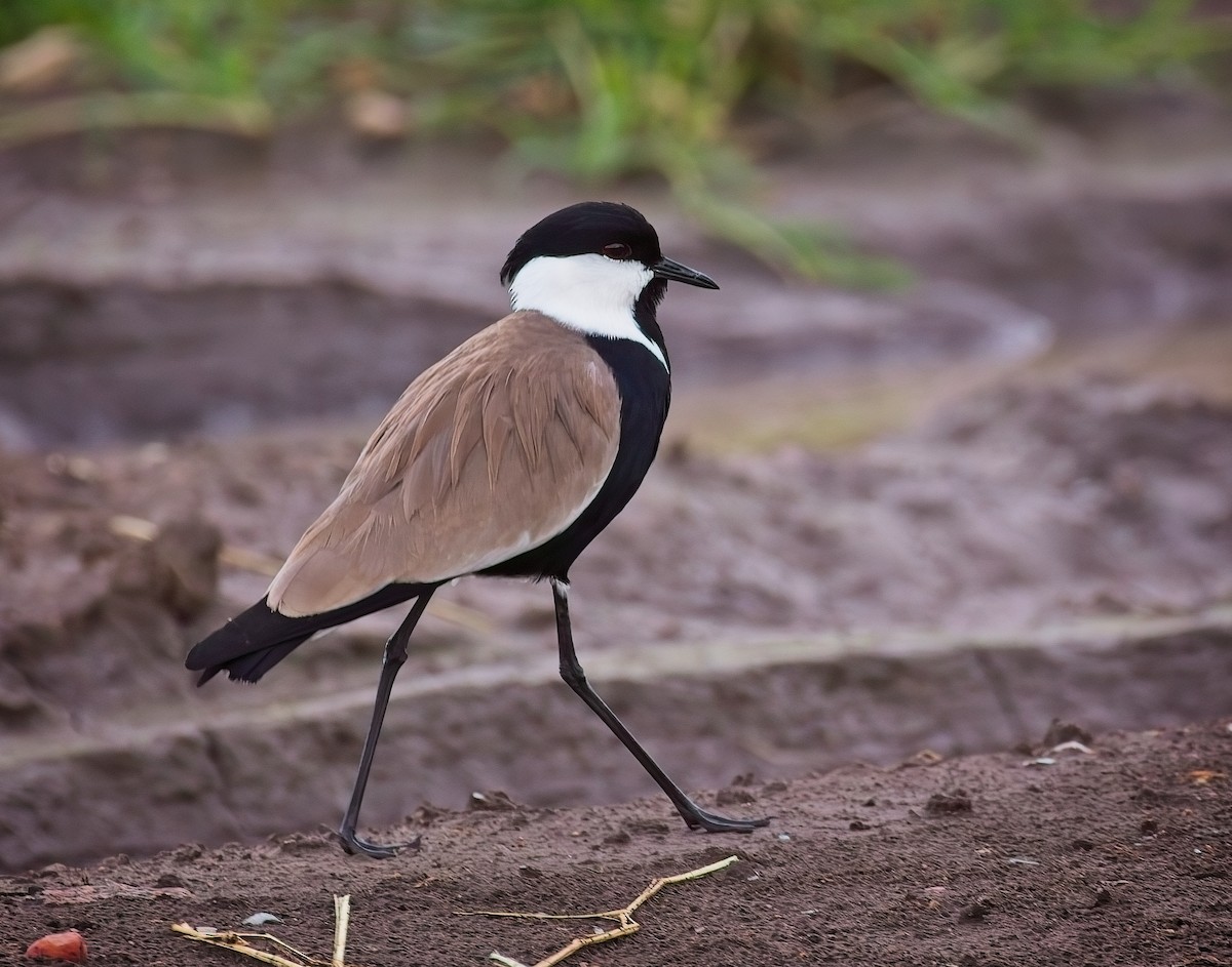 Spur-winged Lapwing - ML620196503