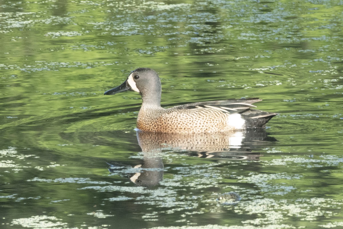 Blue-winged Teal - ML620196516