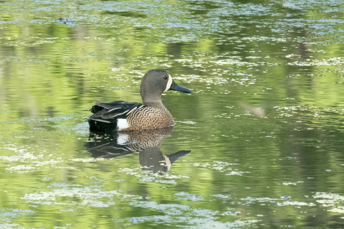 Sarcelle à ailes bleues - ML620196517