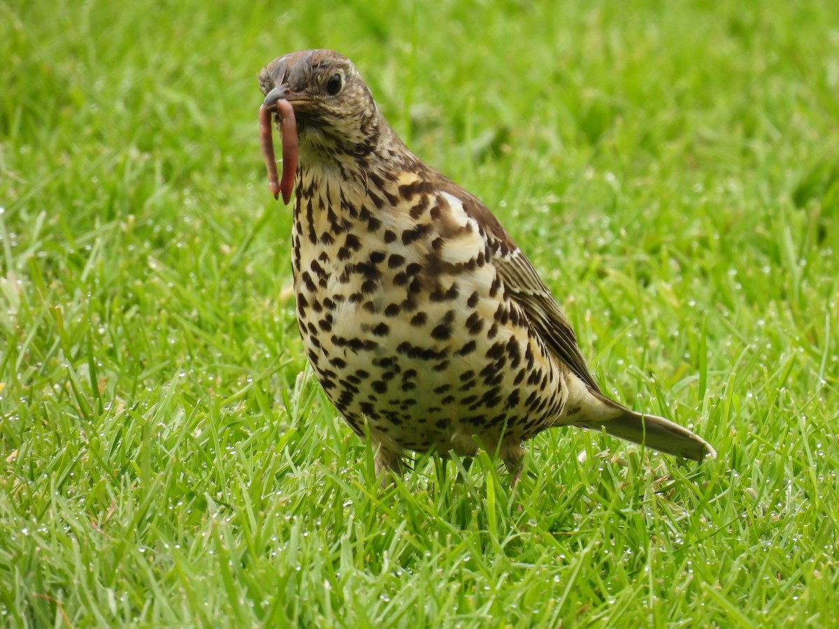 Mistle Thrush - ML620196519