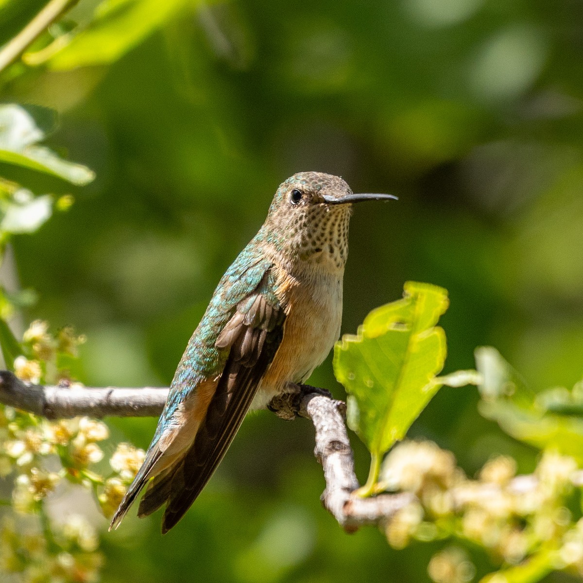 Broad-tailed Hummingbird - ML620196522