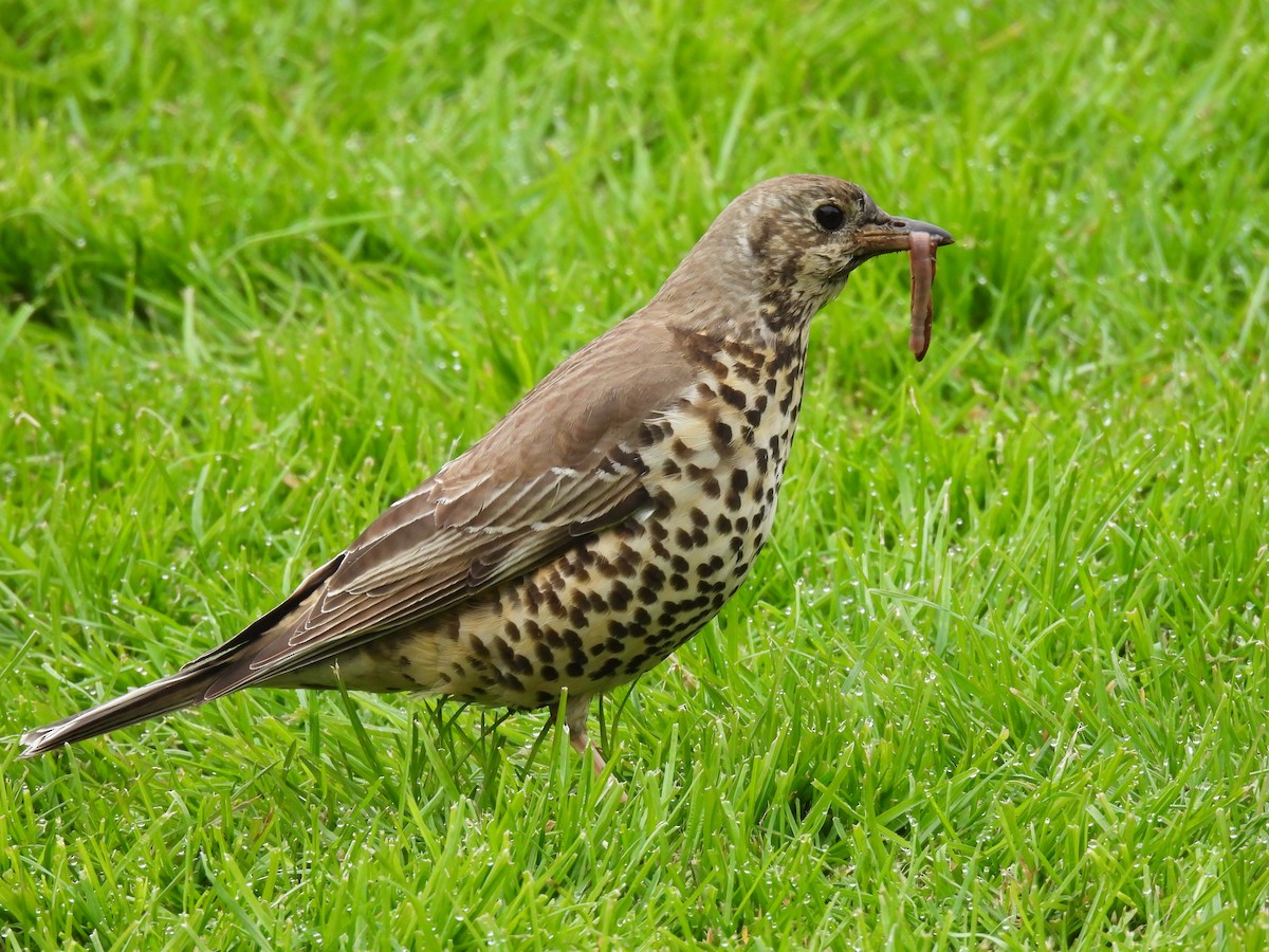 Mistle Thrush - ML620196526