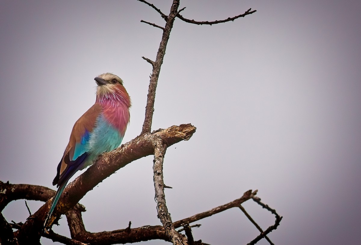 Lilac-breasted Roller - ML620196546