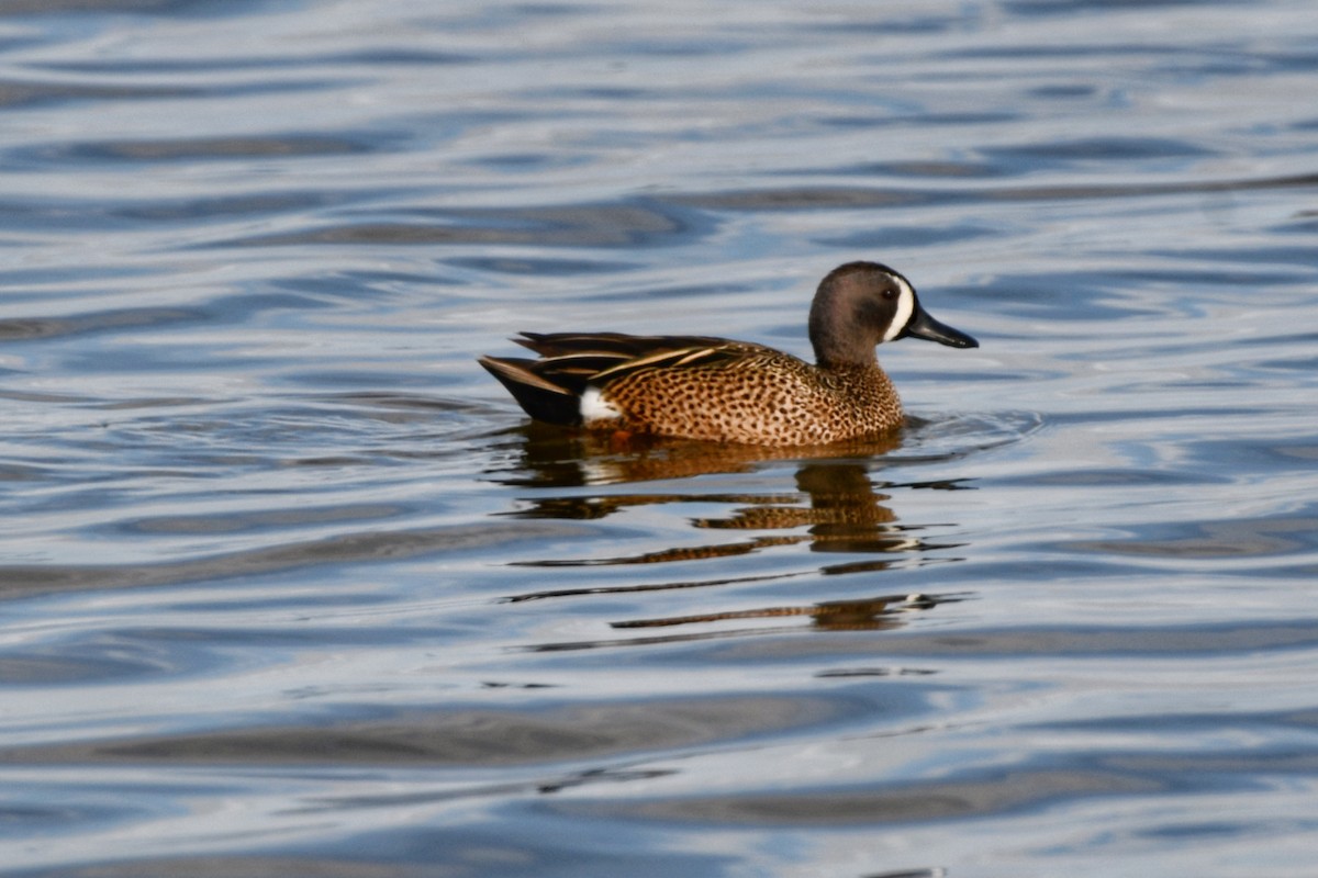 Blue-winged Teal - ML620196547