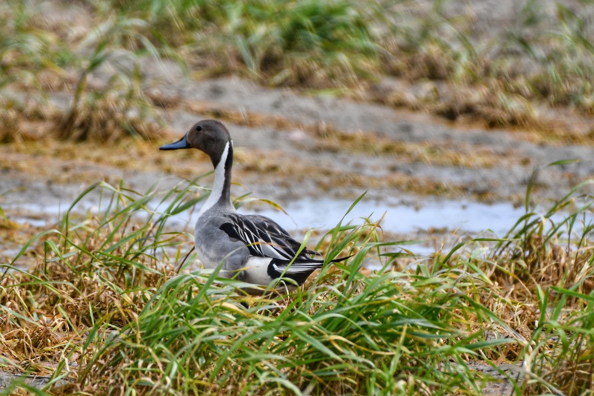 Northern Pintail - ML620196609