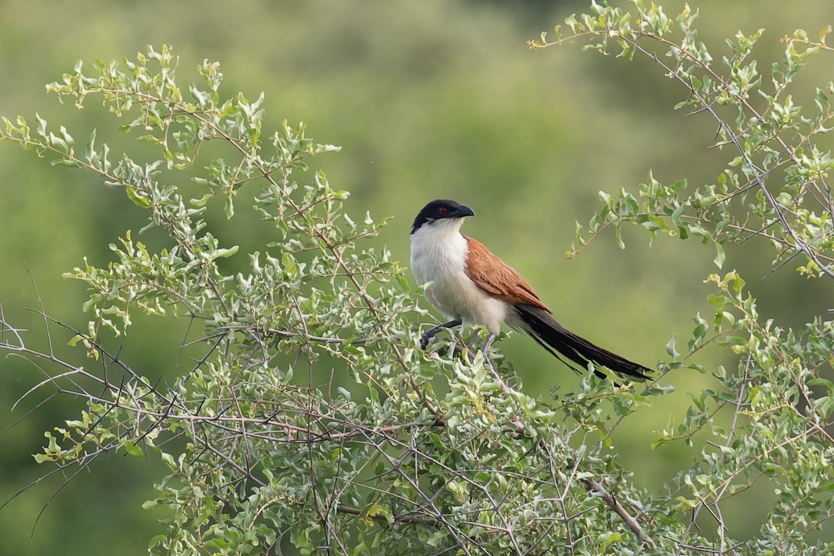 Senegal Coucal - ML620196617