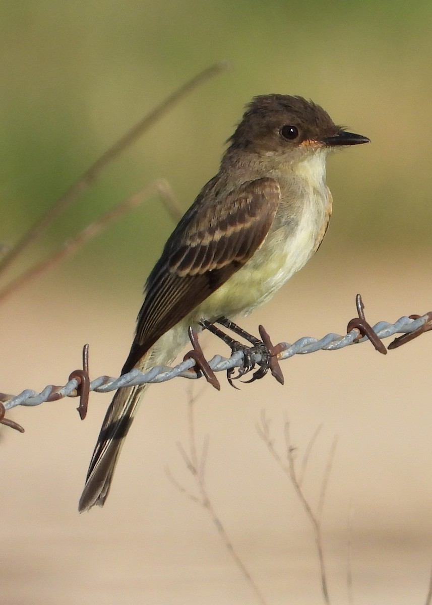 Eastern Phoebe - ML620196618