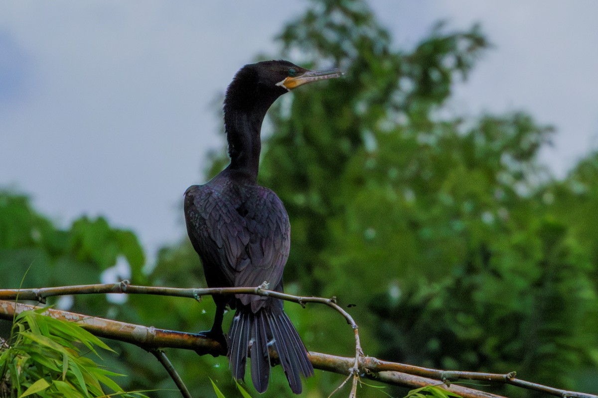 Cormoran vigua - ML620196624