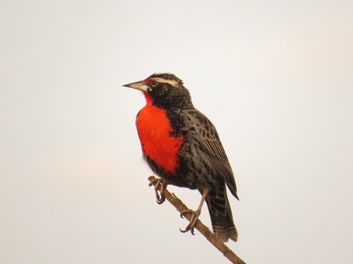 Peruvian Meadowlark - ML620196629