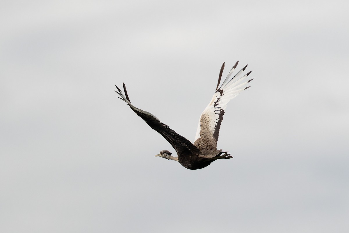 Black-bellied Bustard - ML620196638