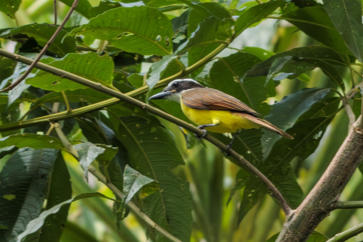 Great Kiskadee - ML620196640