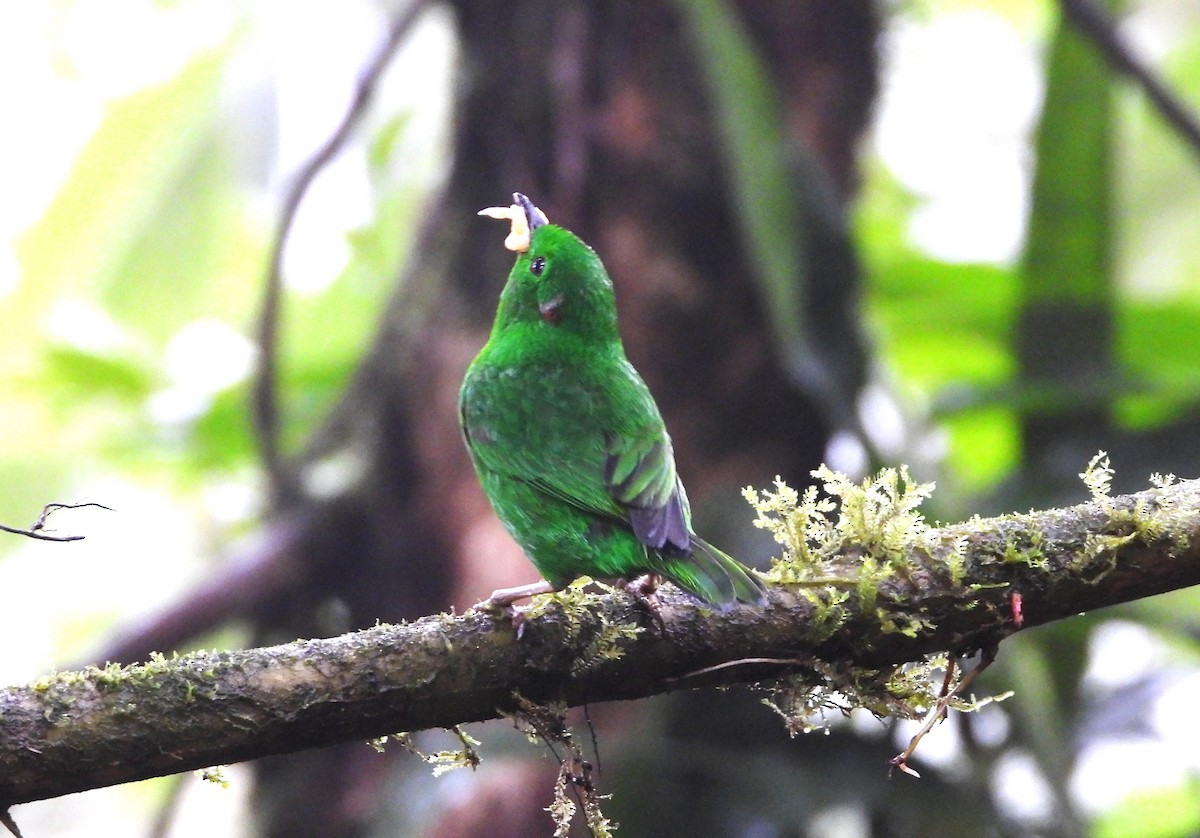 Glistening-green Tanager - ML620196649