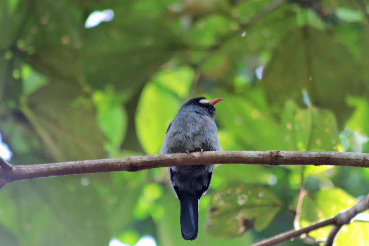 White-fronted Nunbird - Roberto Herrera González