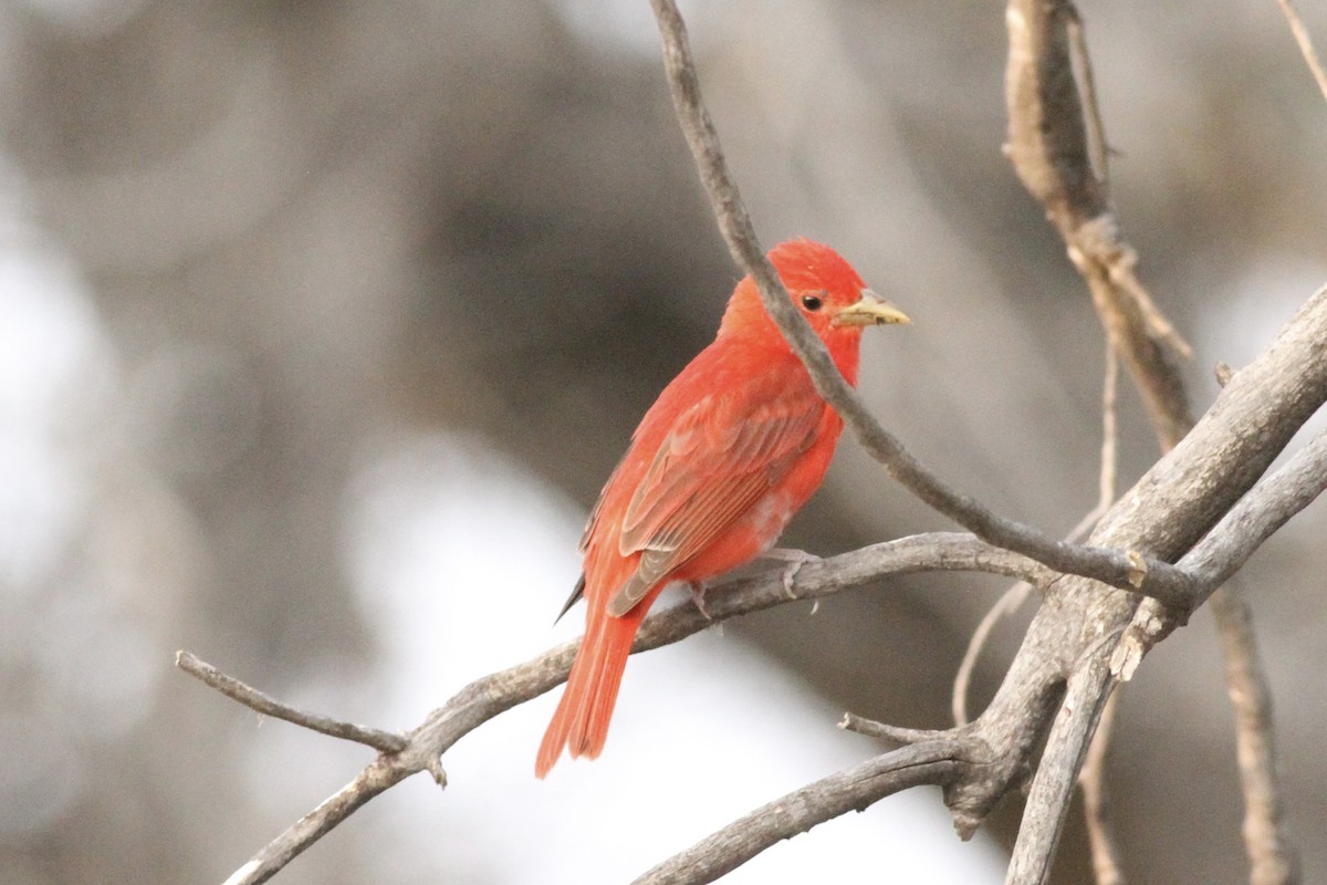 Summer Tanager - ML620196656