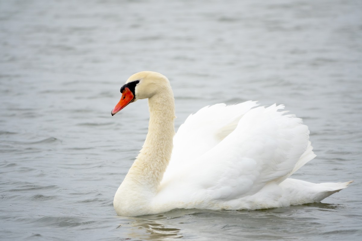 Mute Swan - ML620196657