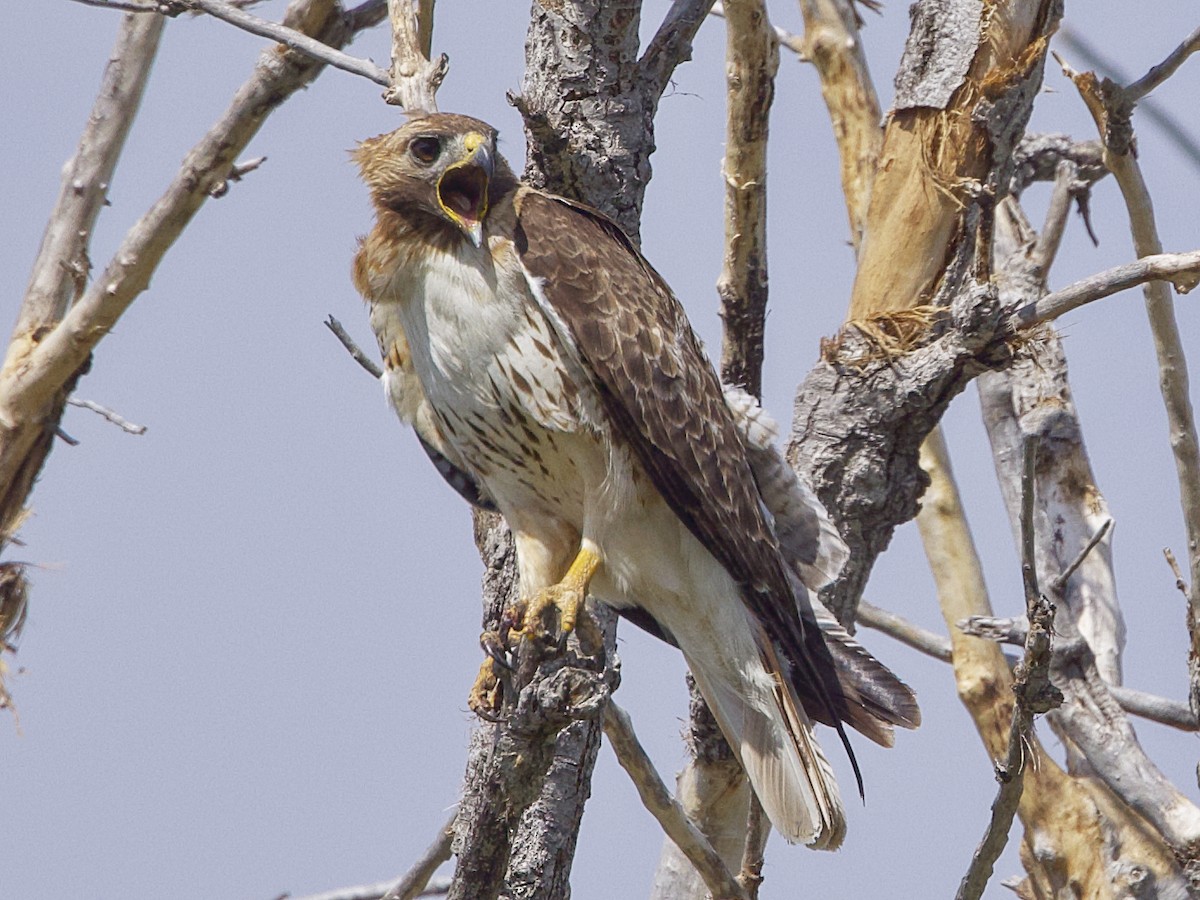 Red-tailed Hawk - ML620196667