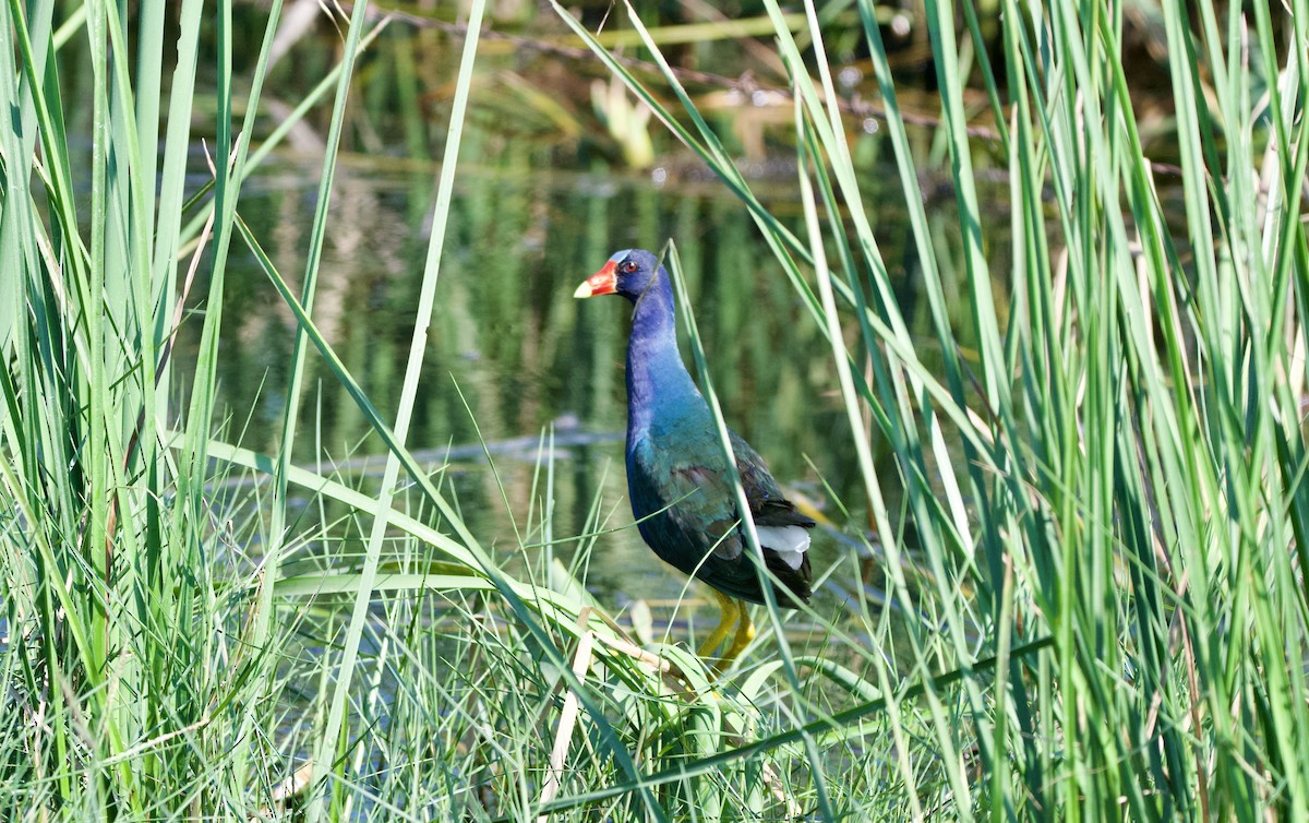 Purple Gallinule - ML620196669