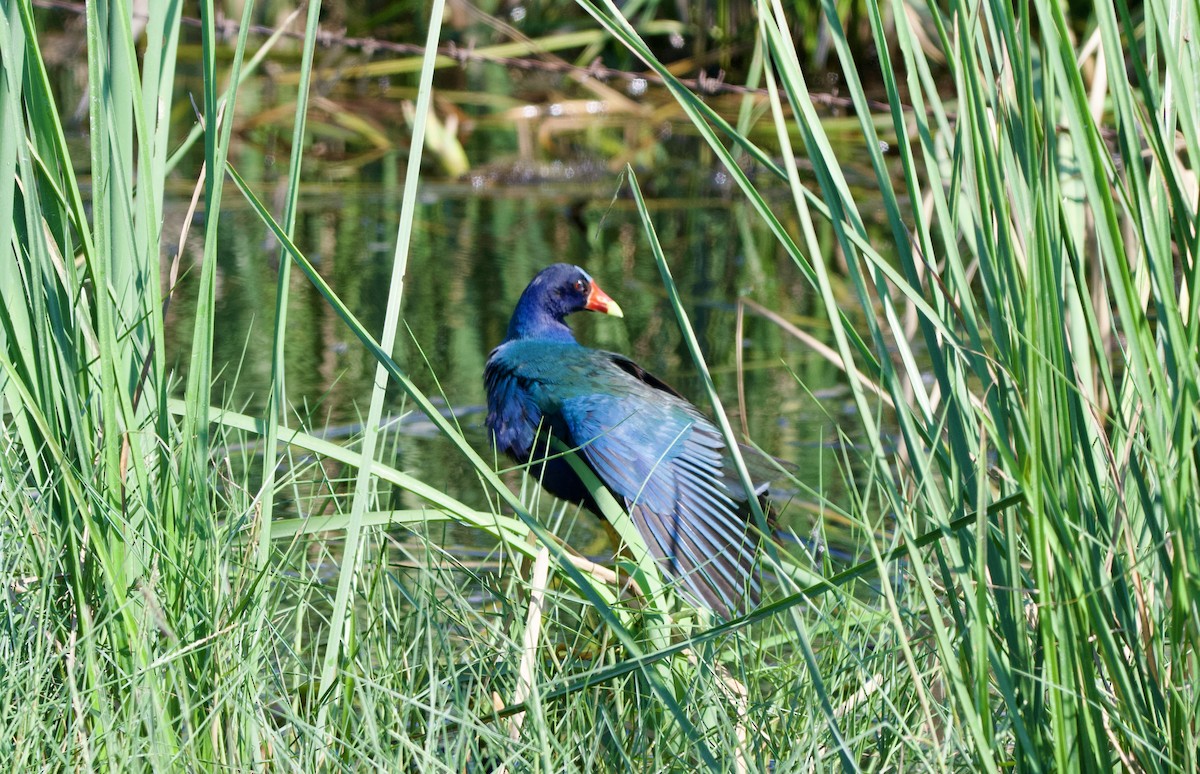 Purple Gallinule - ML620196670