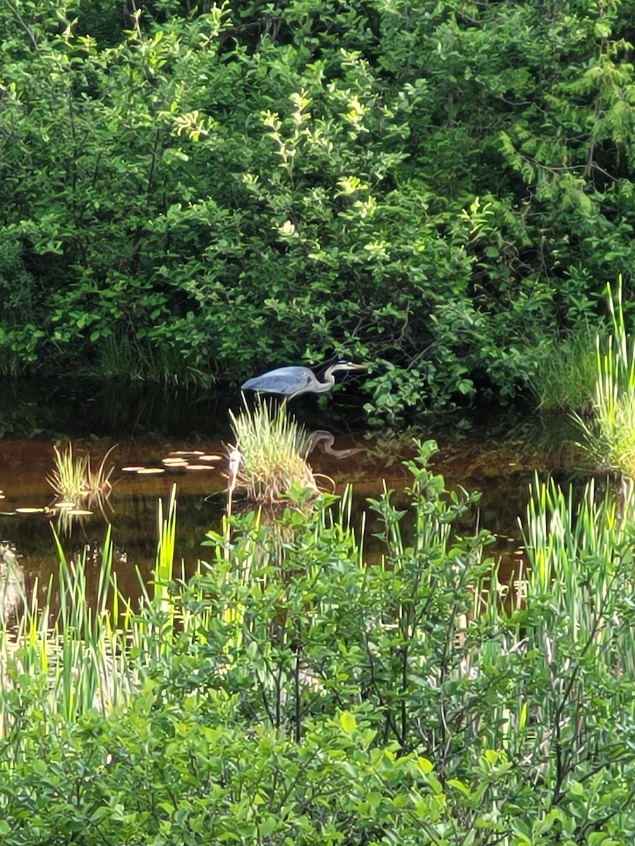 Great Blue Heron - ML620196684