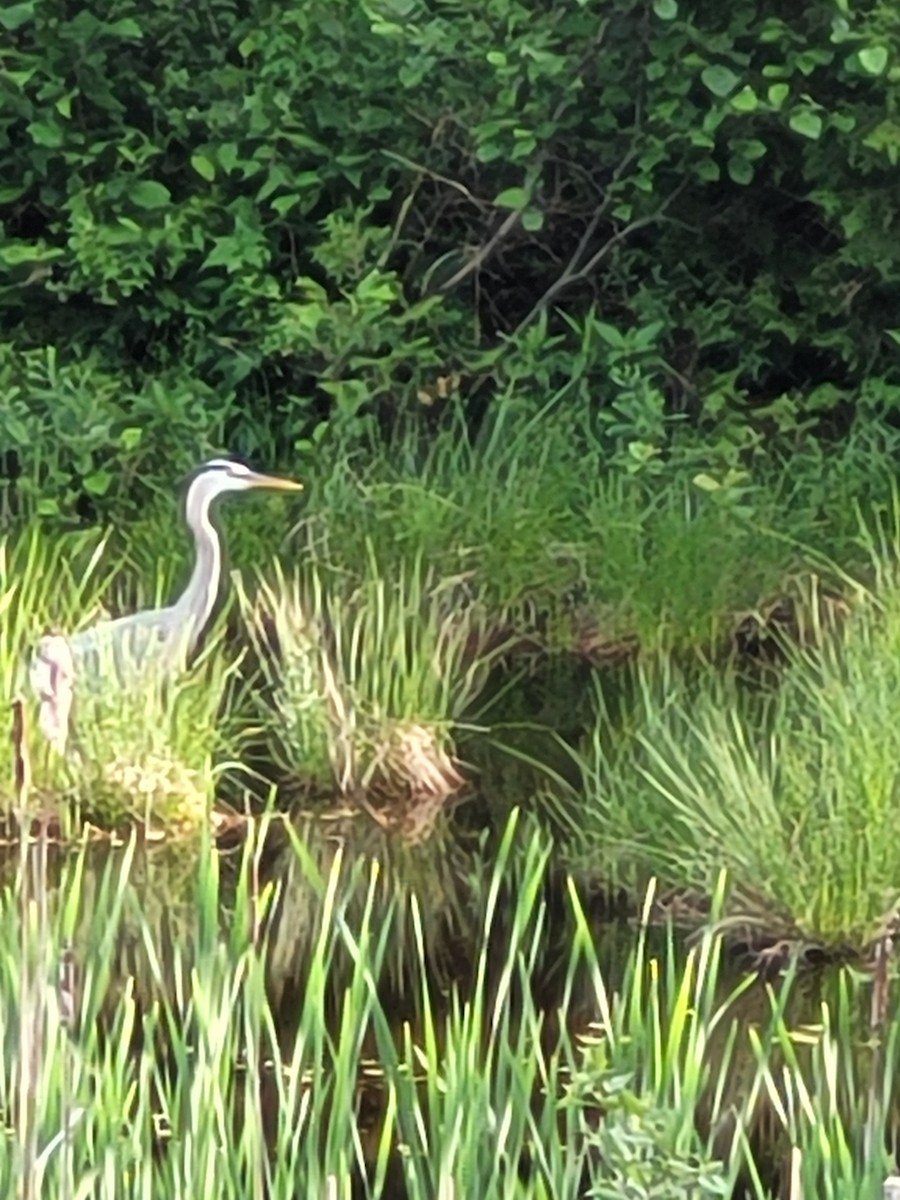 Great Blue Heron - ML620196685