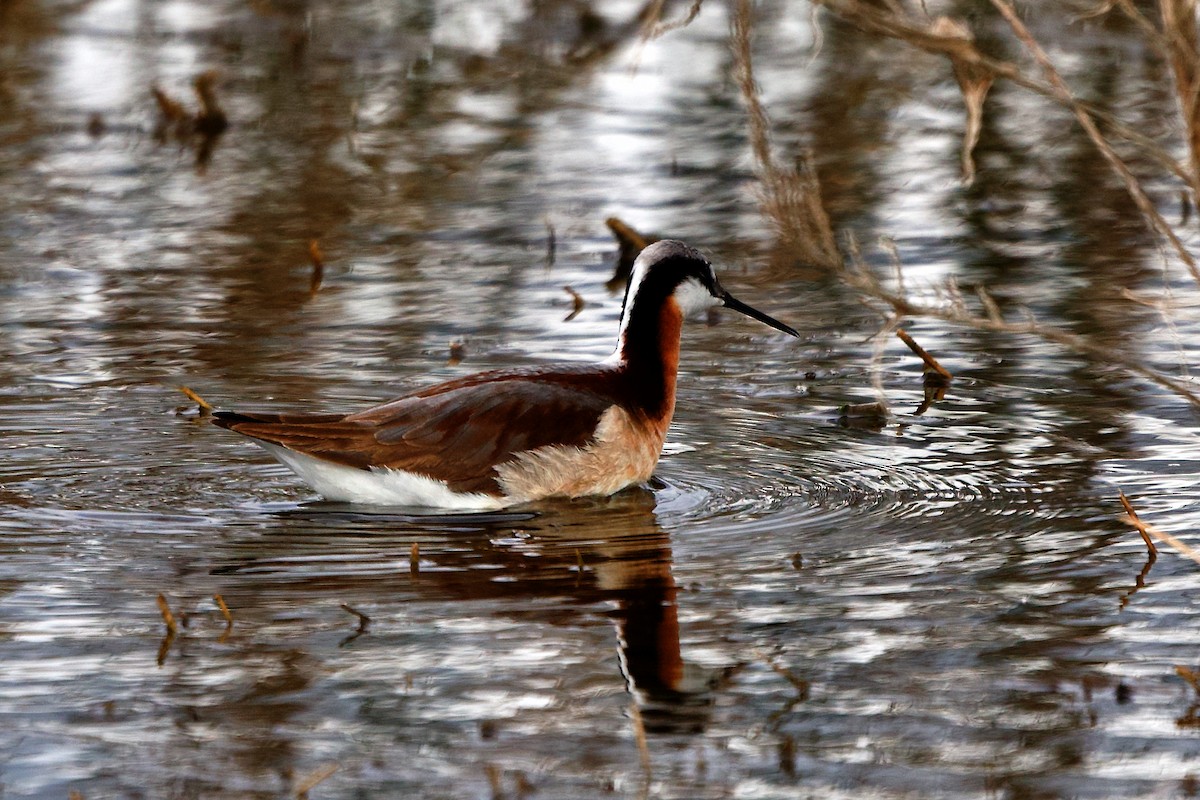 Wilson's Phalarope - ML620196689