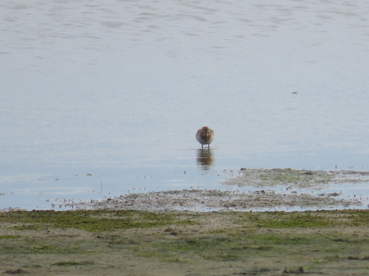 Red-necked Stint - ML620196697