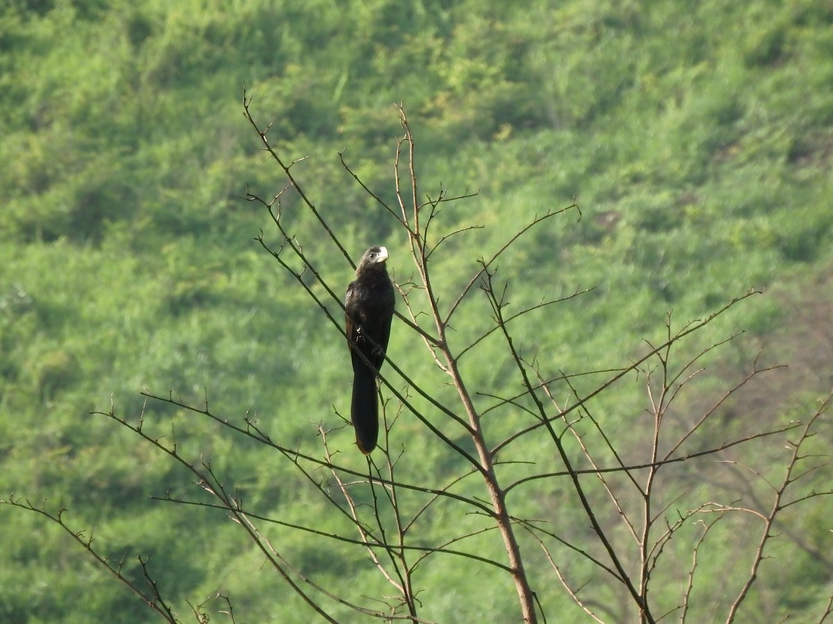 Smooth-billed Ani - ML620196699