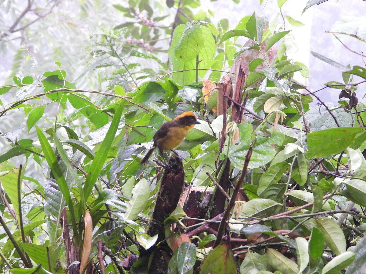 Tricolored Brushfinch - ML620196704