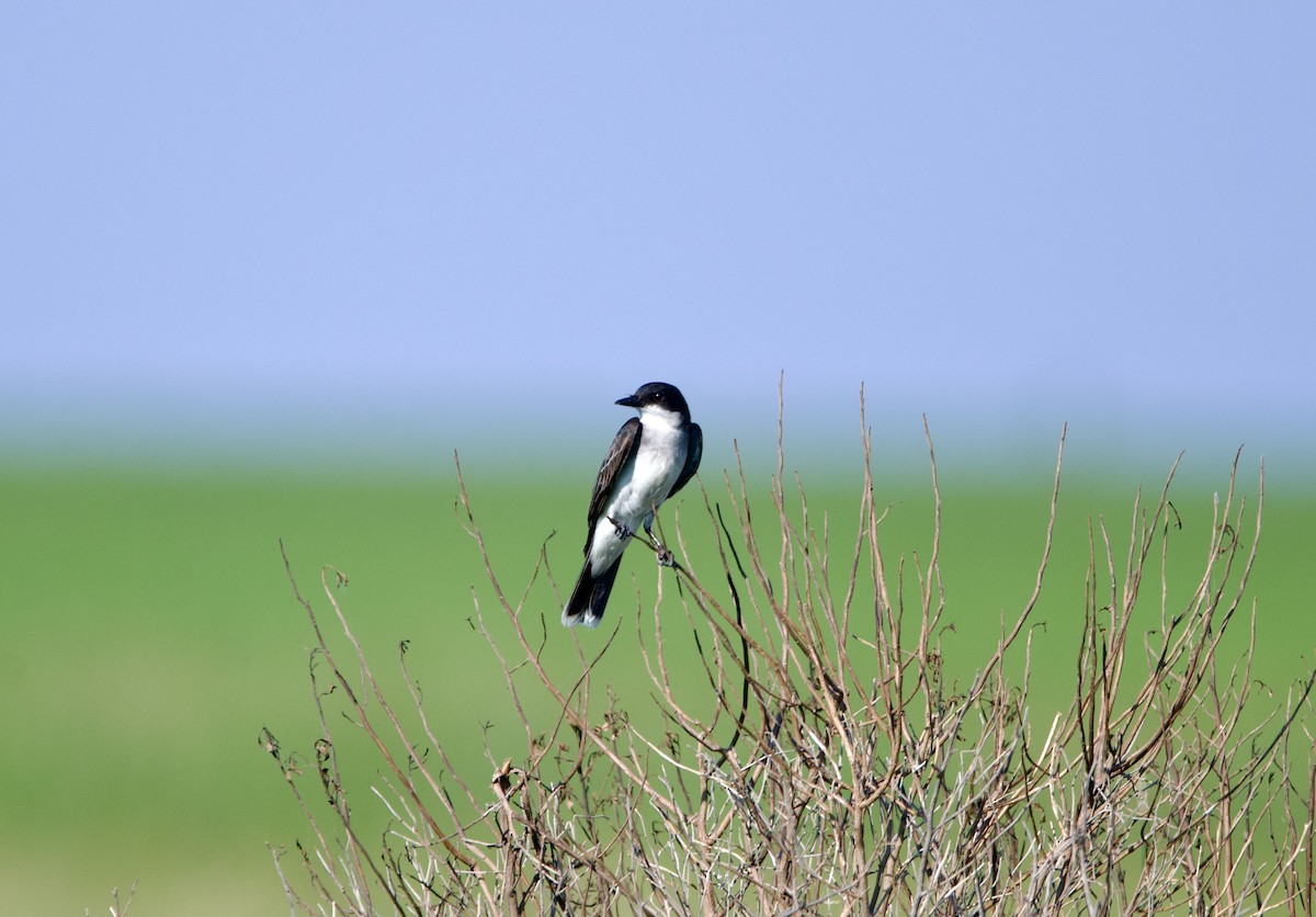 Eastern Kingbird - ML620196723