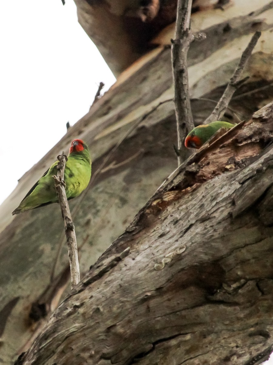 Little Lorikeet - ML620196735