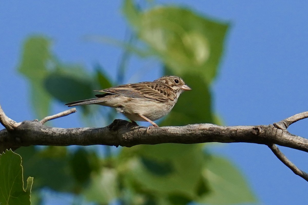 Vesper Sparrow - ML620196737