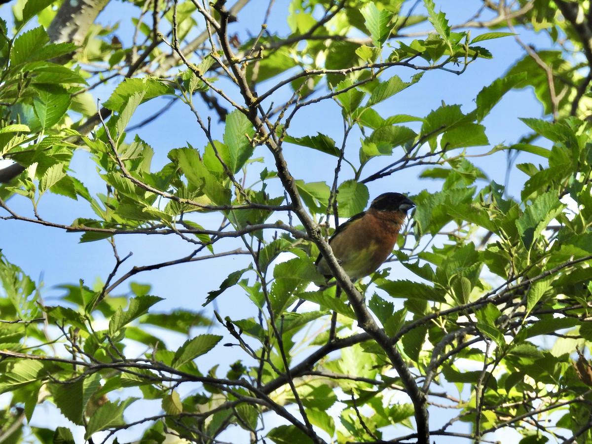 Black-headed Grosbeak - ML620196739