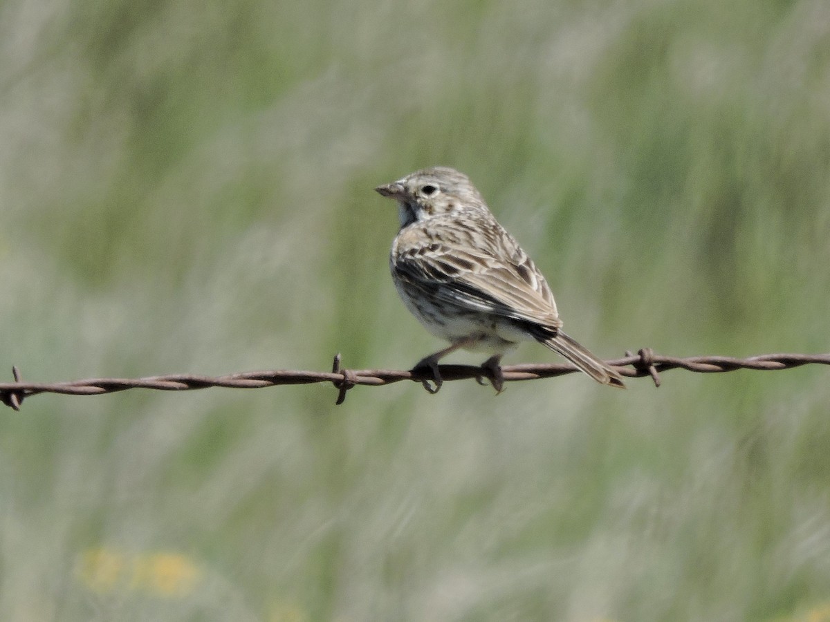 Vesper Sparrow - ML620196744