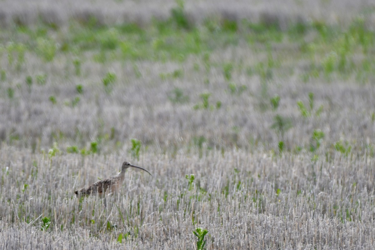 Long-billed Curlew - ML620196761