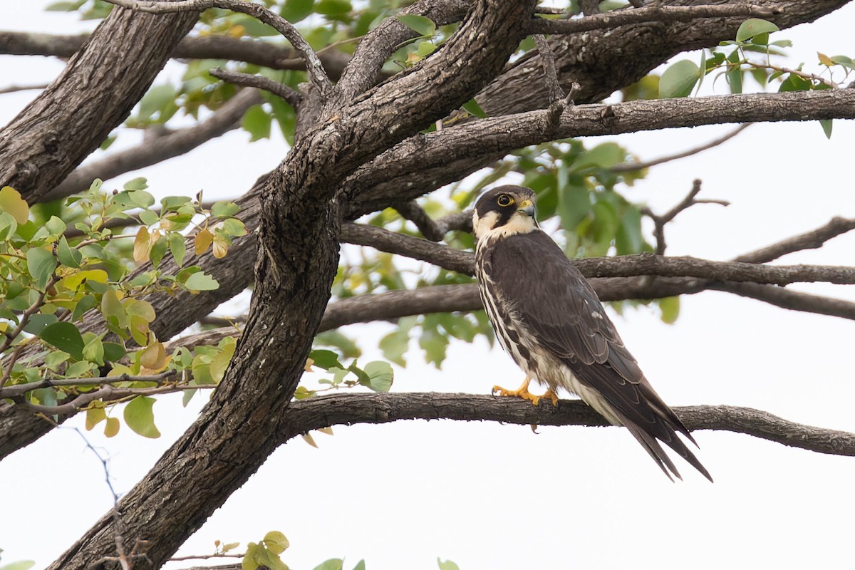 Amur Falcon - ML620196791