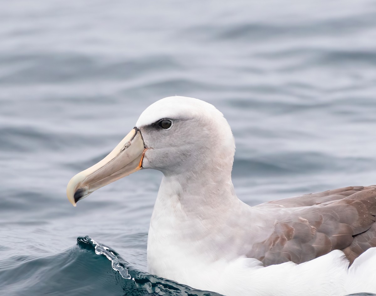 albatros snarský - ML620196794