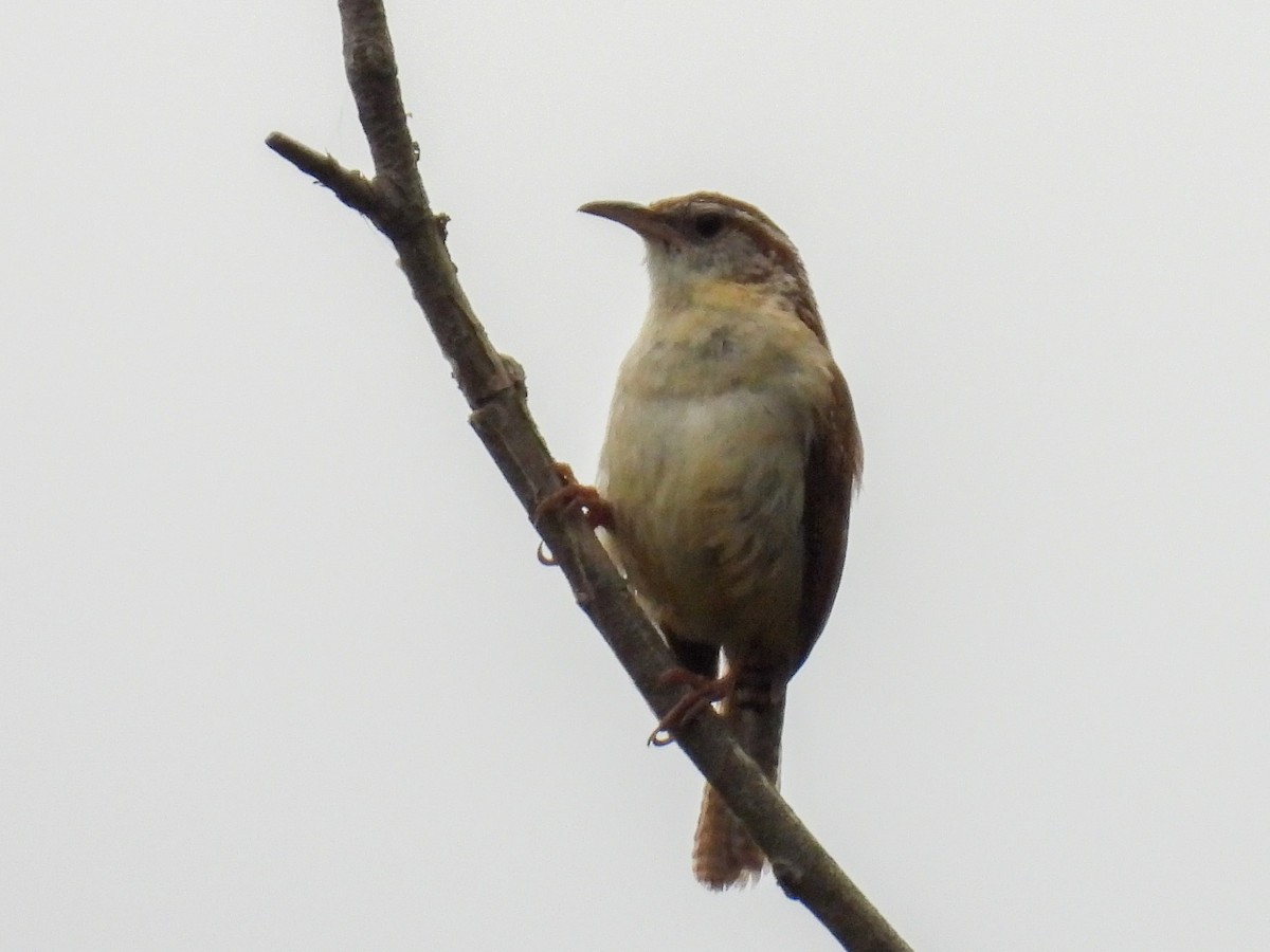 Carolina Wren - ML620196795