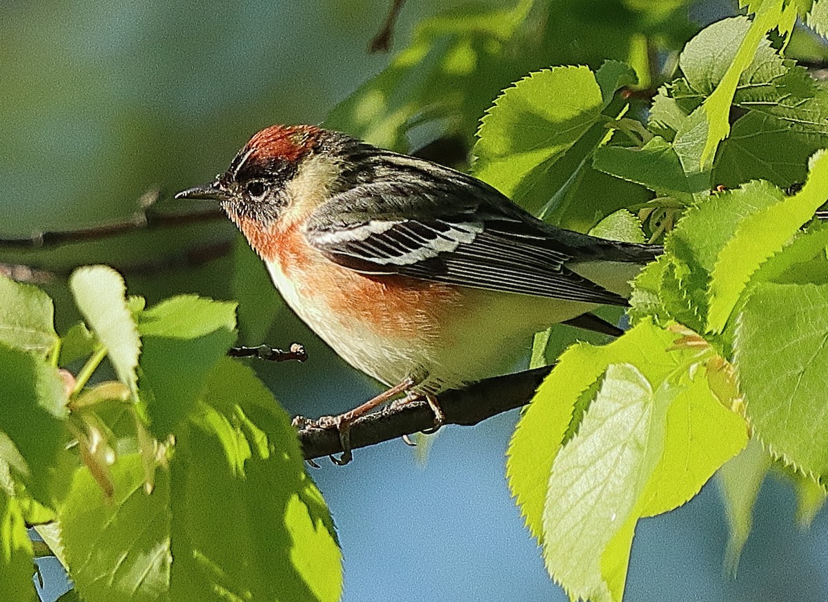 Bay-breasted Warbler - ML620196805
